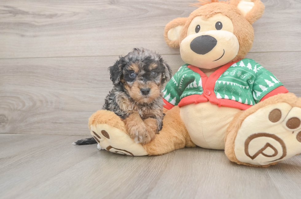 5 week old Havapoo Puppy For Sale - Simply Southern Pups