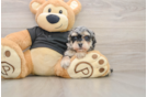 Best Havapoo Baby