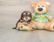 6 week old Havapoo Puppy For Sale - Simply Southern Pups