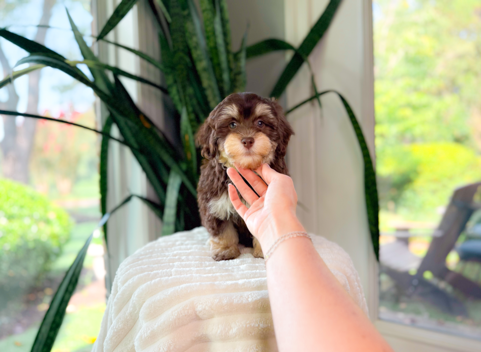 Cute Havadoodle Poodle Mix Puppy
