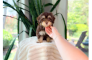 Cute Havapoo Baby