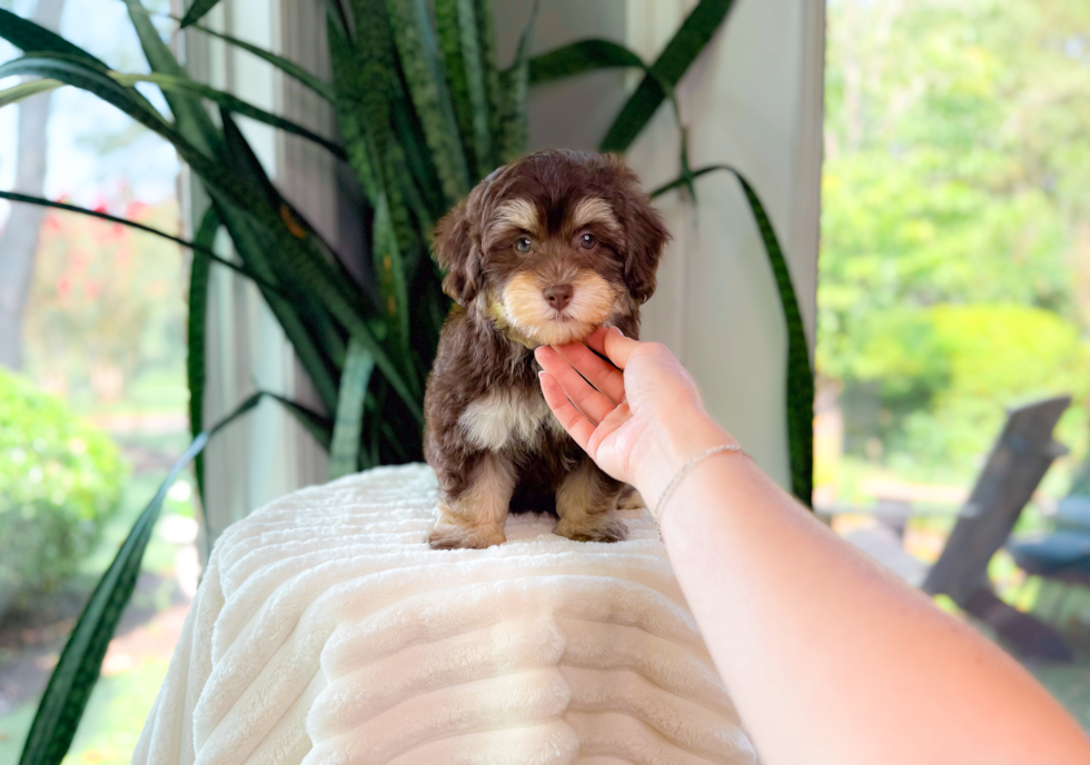 Cute Havapoo Baby