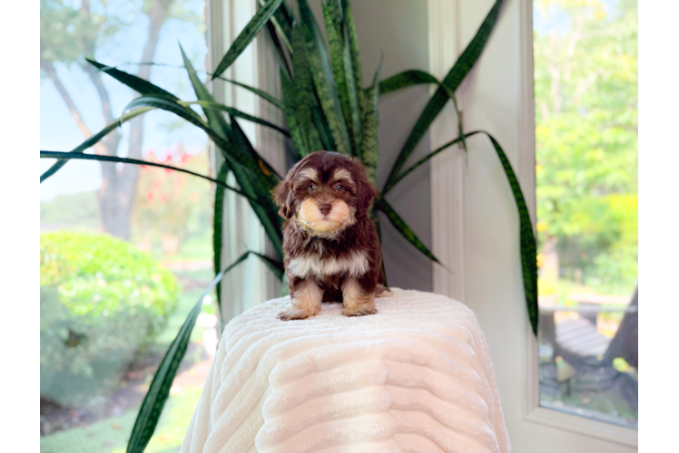 Cute Havapoo Baby