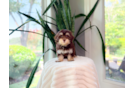 Cute Havapoo Baby