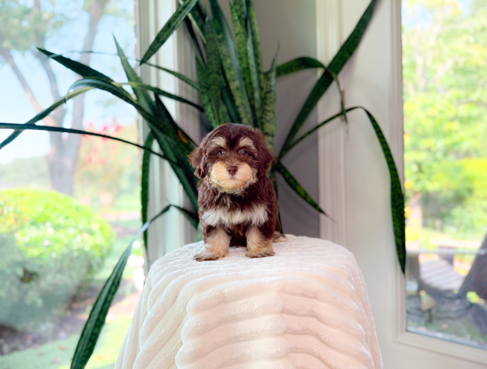 Cute Havapoo Baby