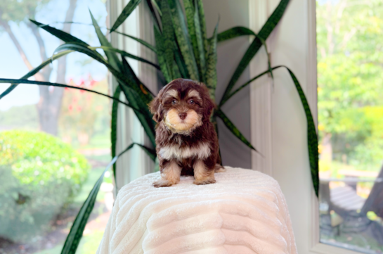 Cute Havapoo Baby
