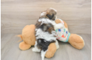 Havapoo Puppy for Adoption