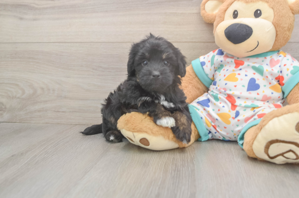 6 week old Havapoo Puppy For Sale - Simply Southern Pups