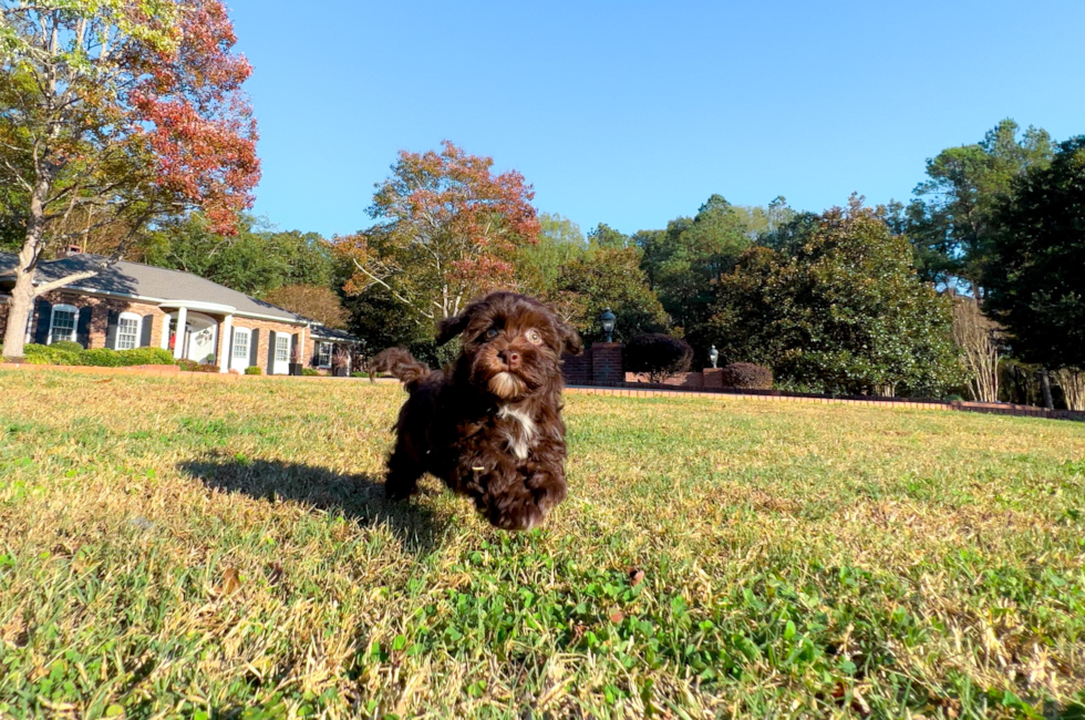 11 week old Havapoo Puppy For Sale - Simply Southern Pups