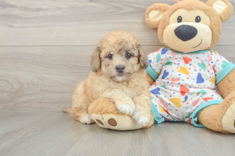 6 week old Havapoo Puppy For Sale - Simply Southern Pups