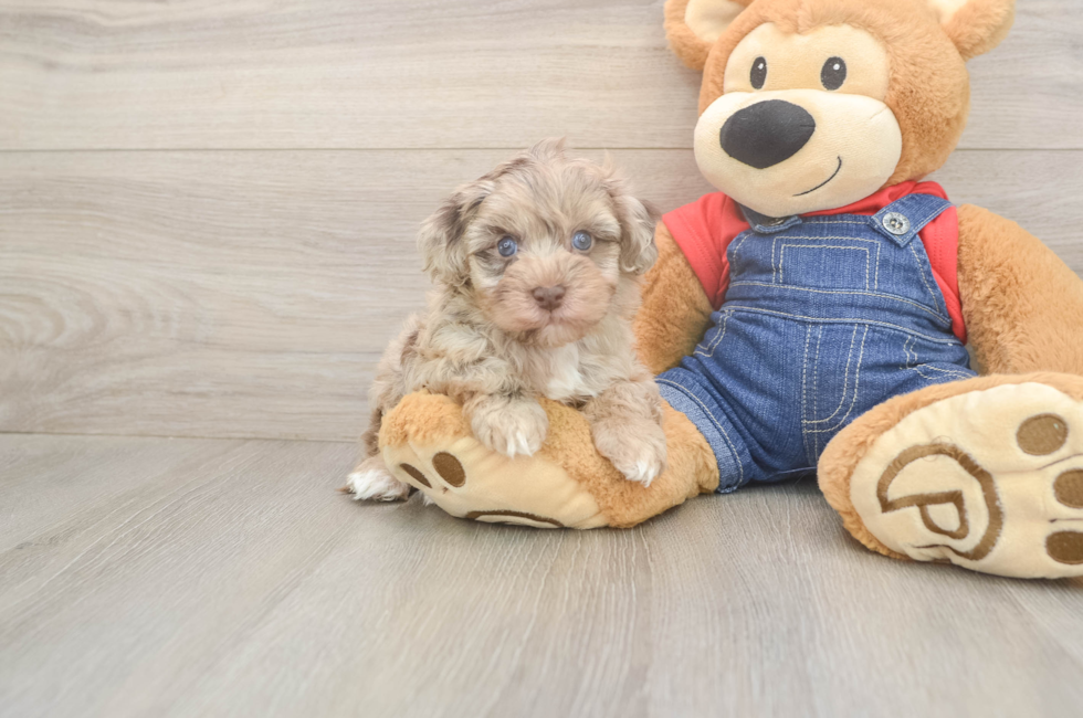 6 week old Havapoo Puppy For Sale - Simply Southern Pups