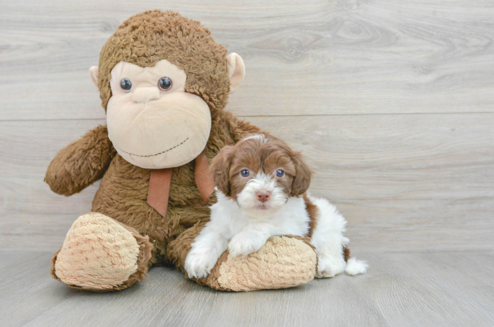 5 week old Havapoo Puppy For Sale - Simply Southern Pups