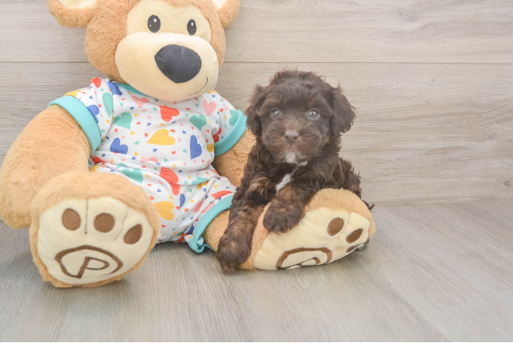 Havapoo Puppy for Adoption