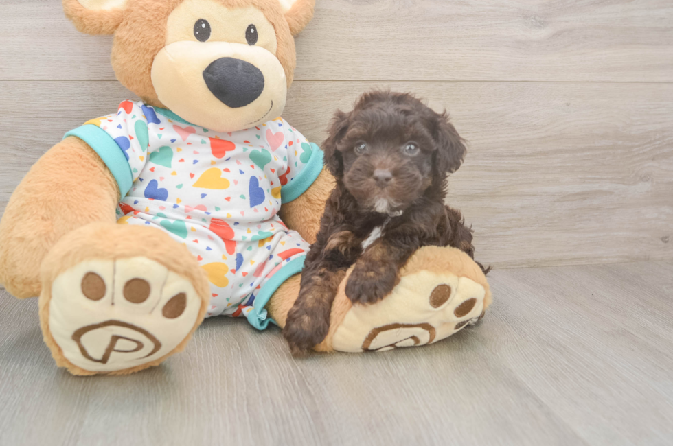 6 week old Havapoo Puppy For Sale - Simply Southern Pups
