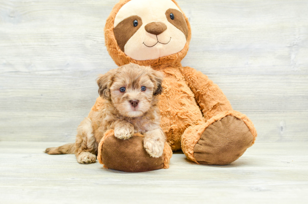 6 week old Havapoo Puppy For Sale - Simply Southern Pups