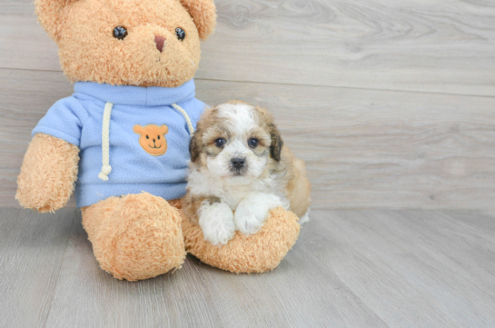 Havapoo Pup Being Cute