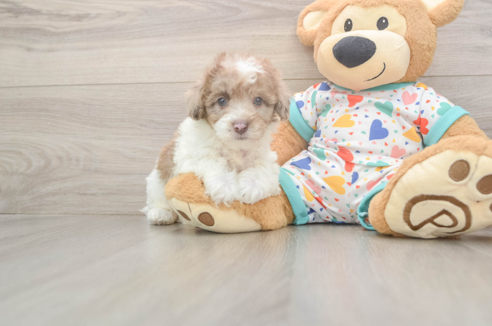6 week old Havapoo Puppy For Sale - Simply Southern Pups