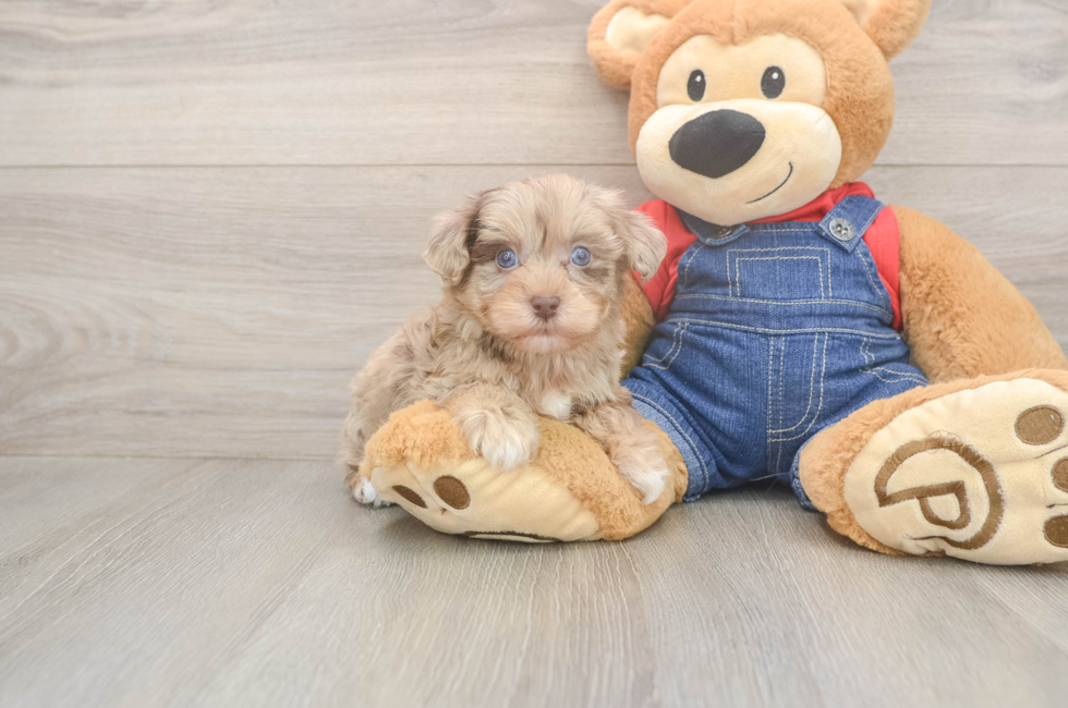 6 week old Havapoo Puppy For Sale - Simply Southern Pups