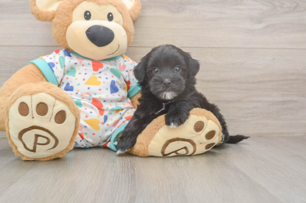 6 week old Havapoo Puppy For Sale - Simply Southern Pups