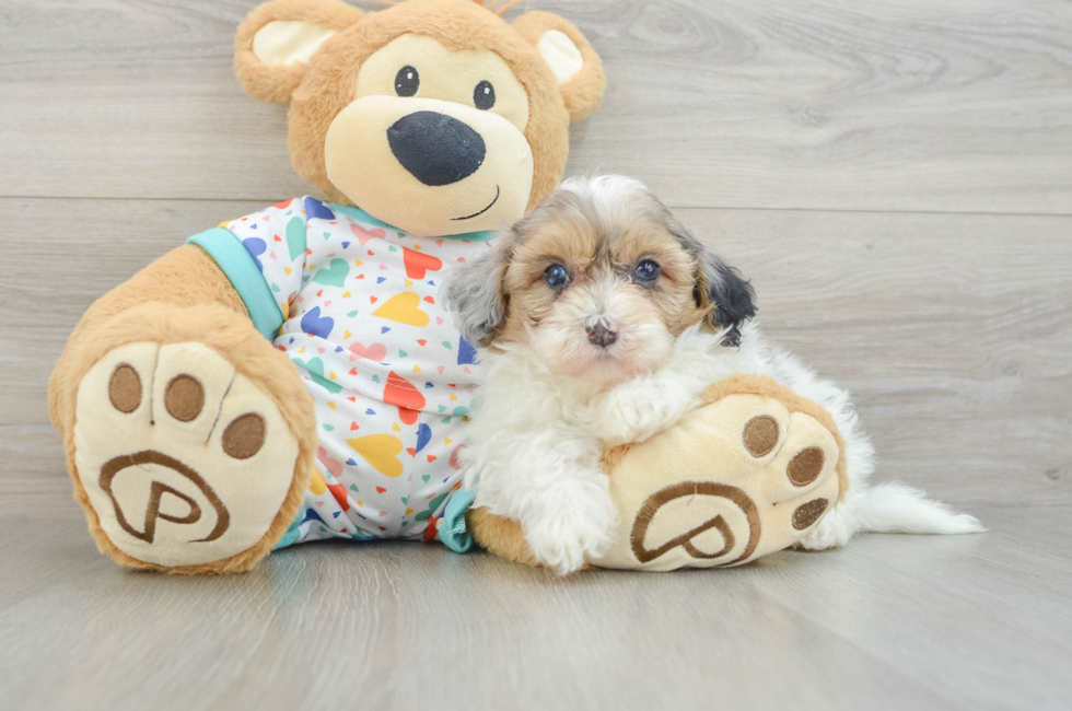 6 week old Havapoo Puppy For Sale - Simply Southern Pups