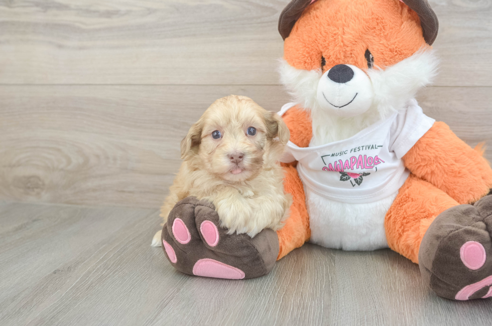 6 week old Havapoo Puppy For Sale - Simply Southern Pups