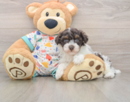 6 week old Havapoo Puppy For Sale - Simply Southern Pups