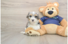 Hypoallergenic Havadoodle Poodle Mix Puppy