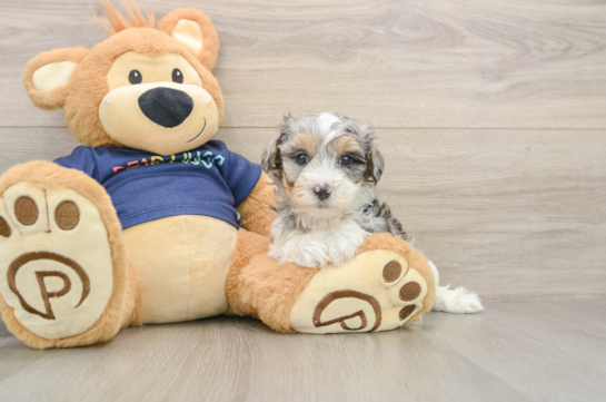 Smart Havapoo Poodle Mix Pup