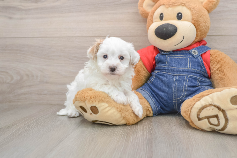 Smart Havapoo Poodle Mix Pup