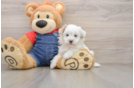 Funny Havapoo Poodle Mix Pup