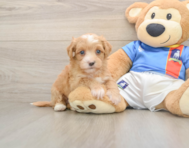 7 week old Havapoo Puppy For Sale - Simply Southern Pups