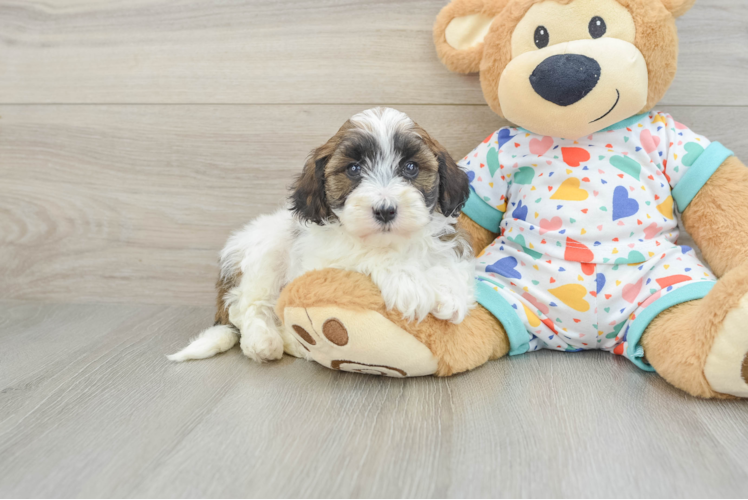 Havapoo Pup Being Cute