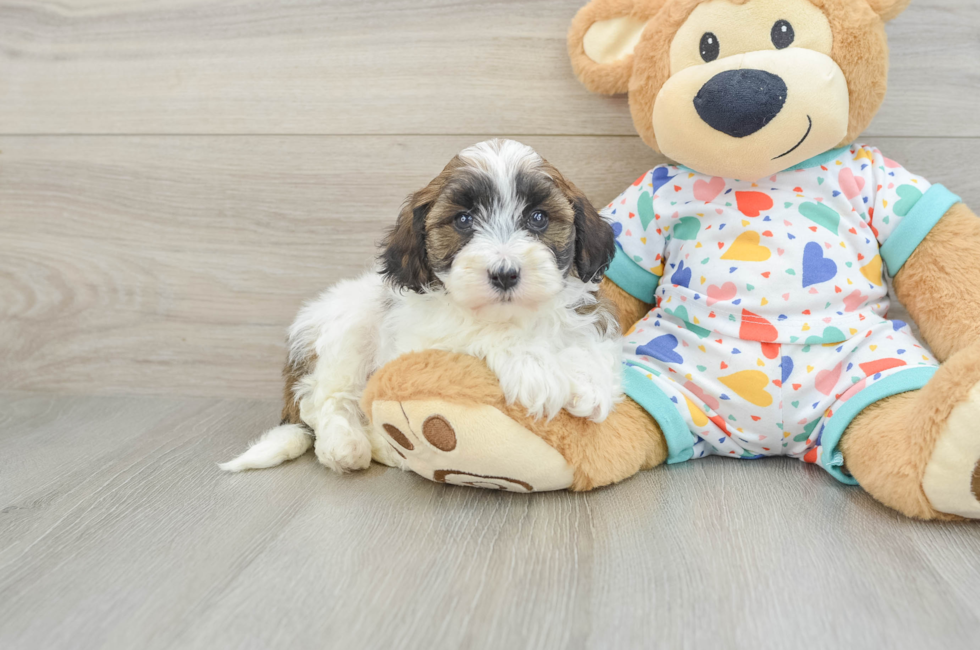 6 week old Havapoo Puppy For Sale - Simply Southern Pups
