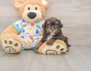 6 week old Havapoo Puppy For Sale - Simply Southern Pups