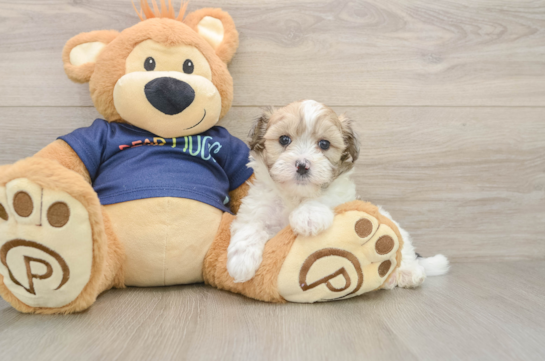 Little Havadoodle Poodle Mix Puppy