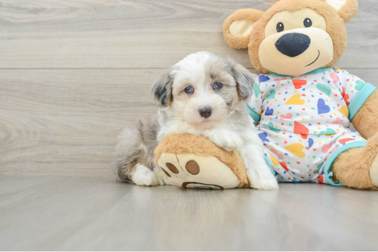 Popular Havapoo Poodle Mix Pup