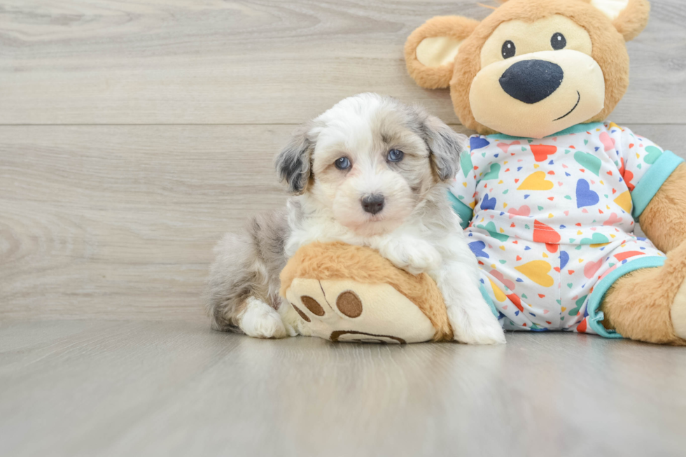 Popular Havapoo Poodle Mix Pup
