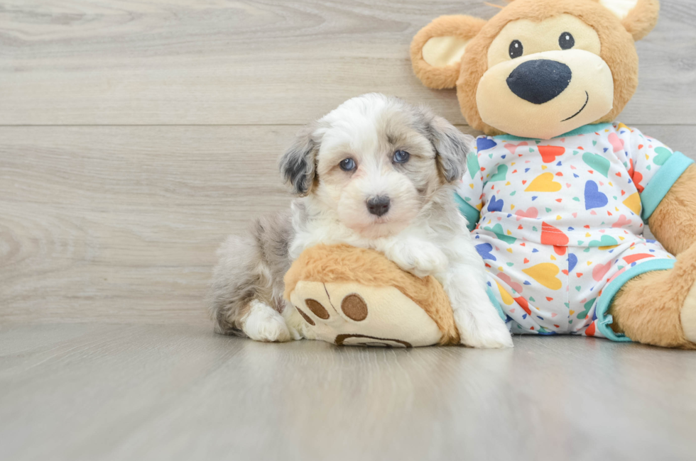 6 week old Havapoo Puppy For Sale - Simply Southern Pups