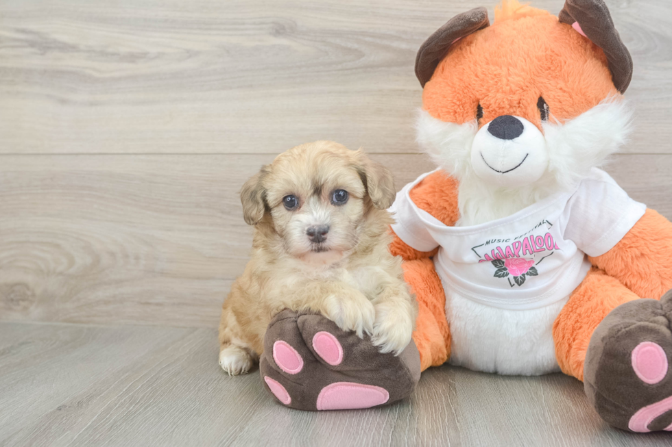 Little Havadoodle Poodle Mix Puppy