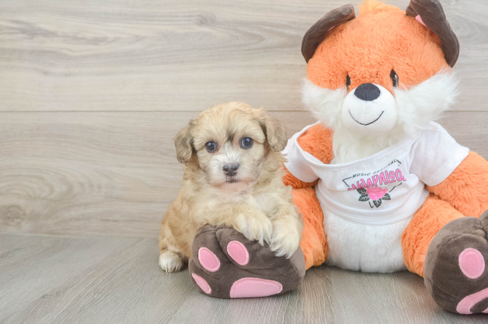 6 week old Havapoo Puppy For Sale - Simply Southern Pups