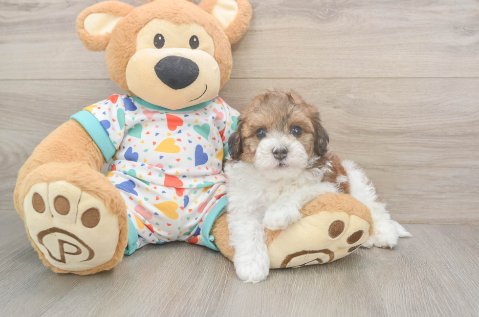5 week old Havapoo Puppy For Sale - Simply Southern Pups