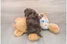 Small Havapoo Baby