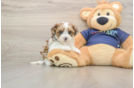 Adorable Havadoodle Poodle Mix Puppy