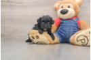 Havapoo Puppy for Adoption