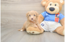 Havapoo Pup Being Cute