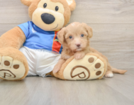 7 week old Havapoo Puppy For Sale - Simply Southern Pups