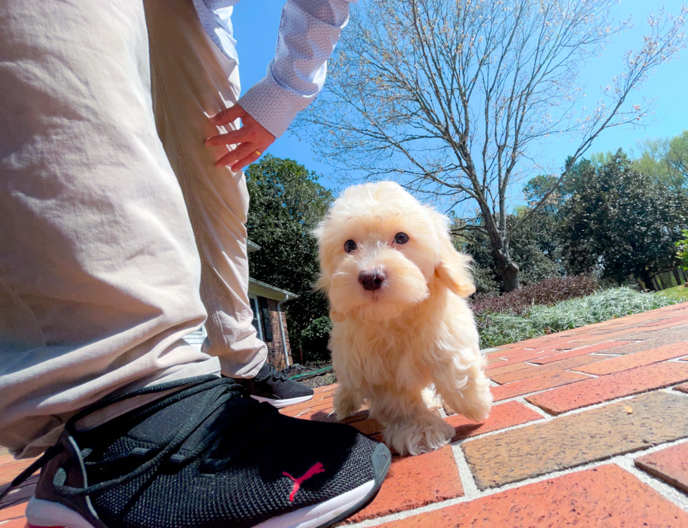 Cute Havapoo Poodle Mix Pup