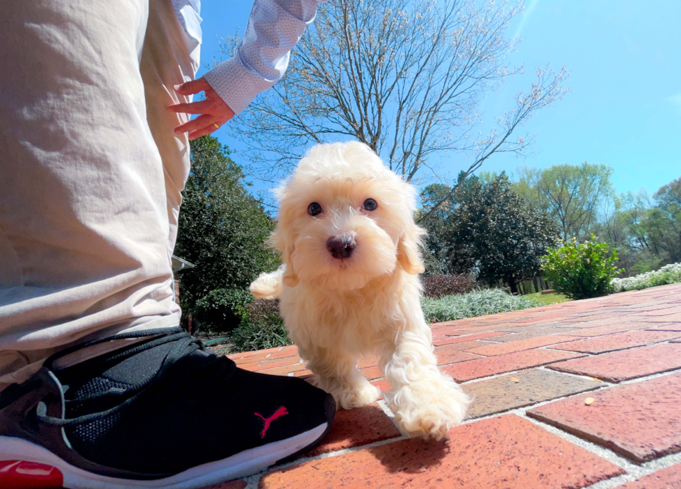 Havapoo Puppy for Adoption