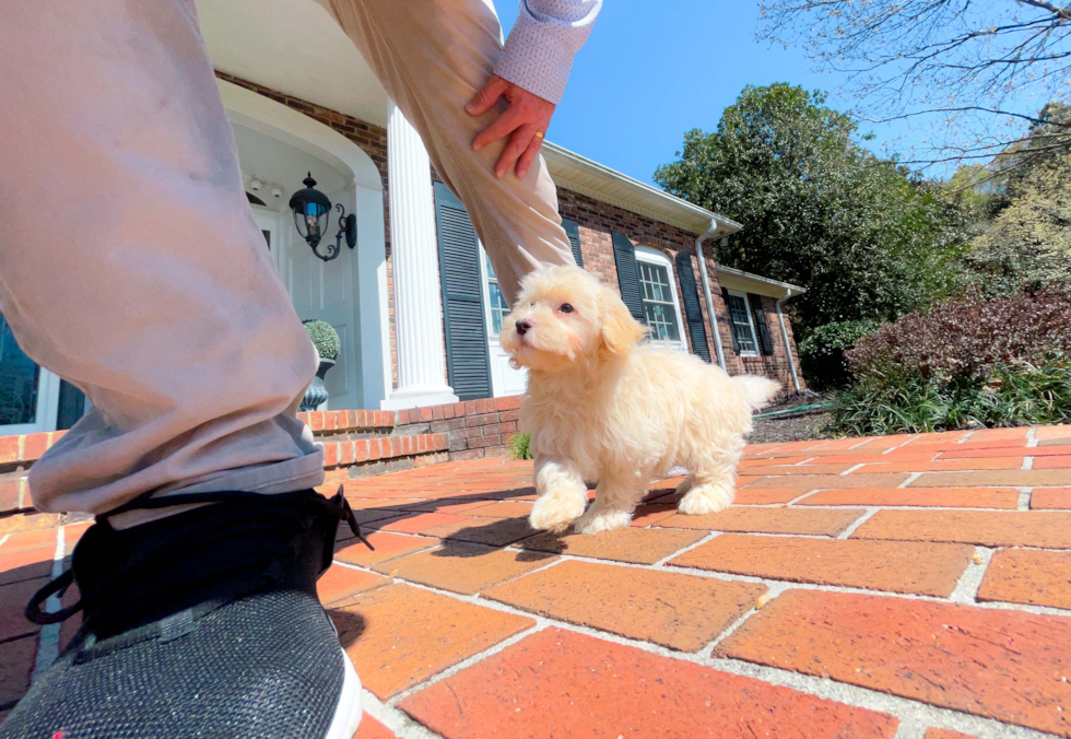 Havapoo Pup Being Cute