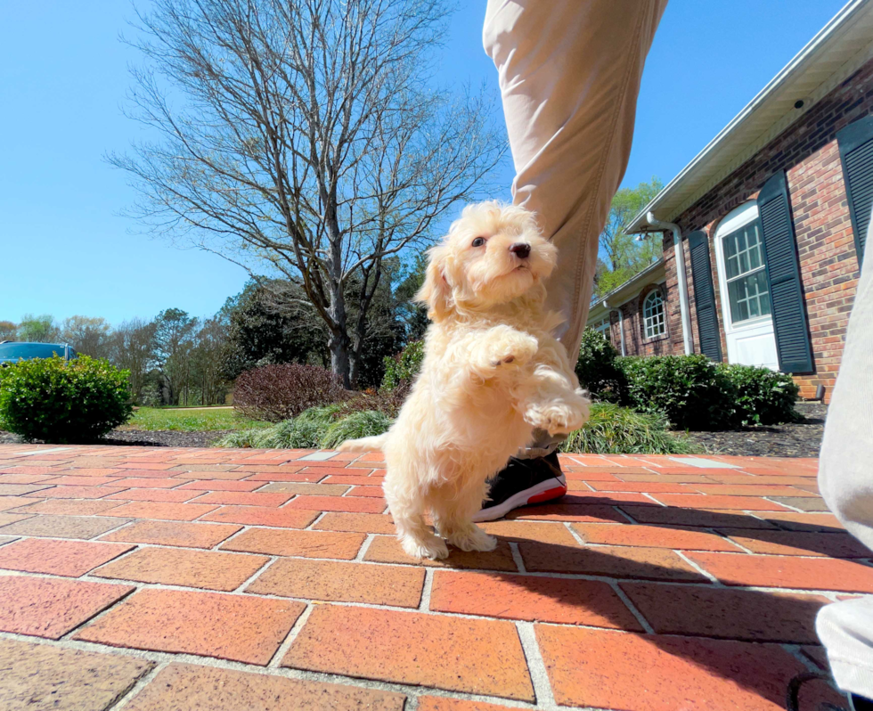 Havapoo Pup Being Cute